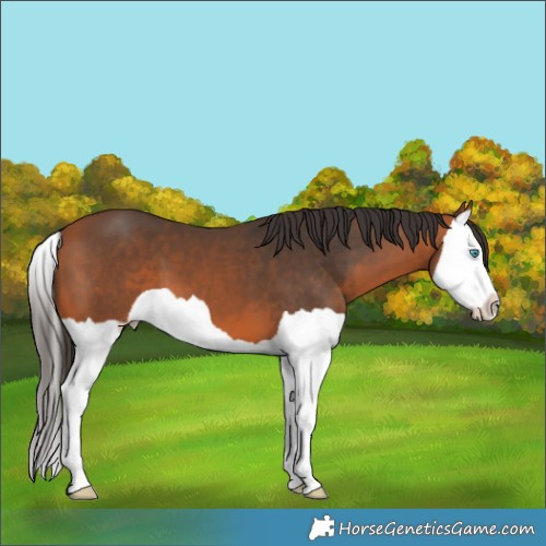 Horse Color:Bay Splash 