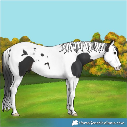 Horse Color:Brown Splash Tobiano 