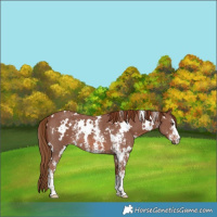 Horse Color:White Spotted Chestnut Sabino Rabicano 