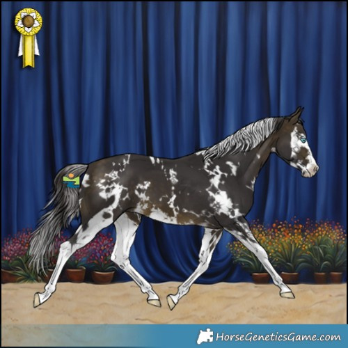 Horse Color:White Spotted Buckskin Splash 