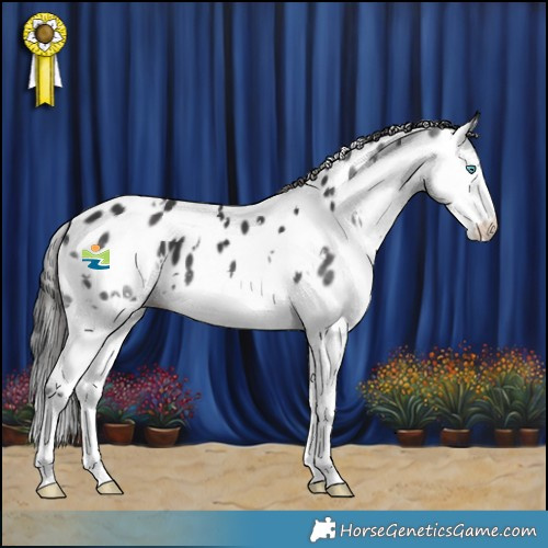 Horse Color:White Spotted Black Splash Appaloosa 