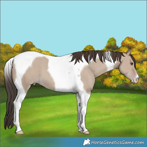 Horse Color:Classic Champagne Dun Tobiano 