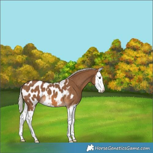 Horse Color:Chocolate Palomino Sabino Splash Appaloosa 
