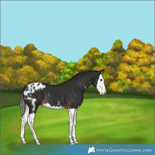 Horse Color:Liver Chestnut Sabino Splash Appaloosa 