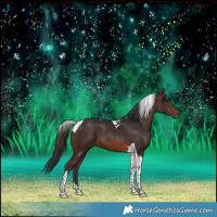 Horse Color:Brown Tobiano 