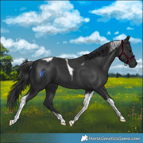 Horse Color:Black Tobiano 