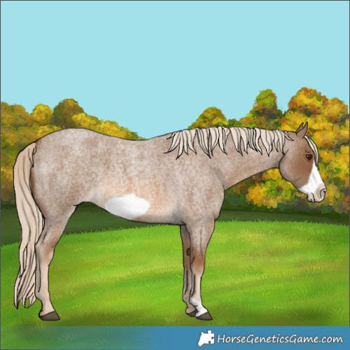 Horse Color:Chocolate Palomino Roan Frame 