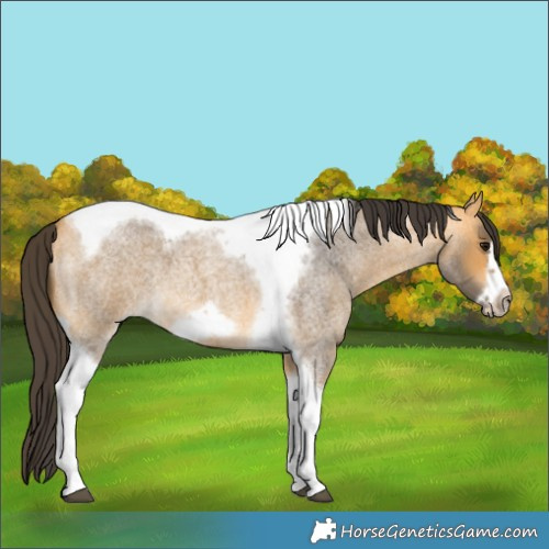 Horse Color:Buckskin Roan Tobiano Frame 