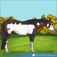 Horse Color:Brown Sabino Frame
