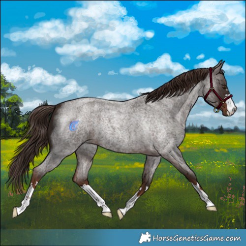 Horse Color:Liver Red Roan