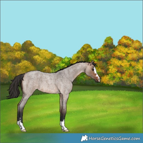 Horse Color:Bay Roan Dun