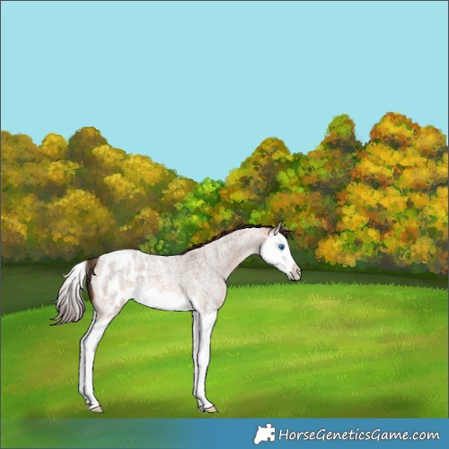 Horse Color:Bay Roan Dun Splash Appaloosa 