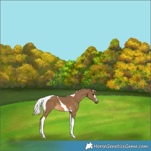 Horse Color:Chocolate Palomino Tobiano 