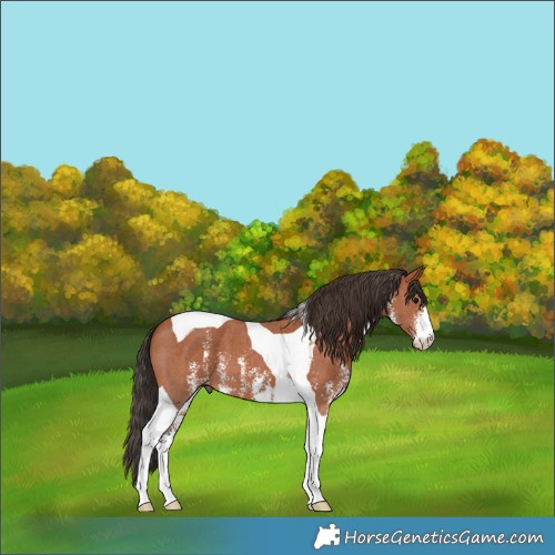 Horse Color:Bay Sabino Tobiano 