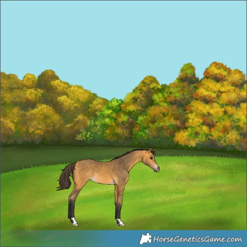 Horse Color:Buckskin 