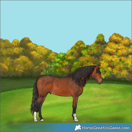 Horse Color:Bay 