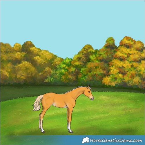 Horse Color:Palomino Tobiano 