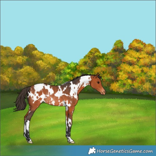 Horse Color:White Spotted Bay Appaloosa Rabicano