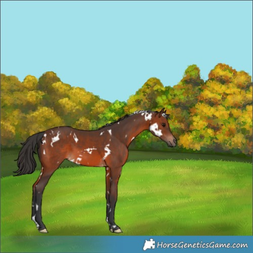 Horse Color:White Spotted Brown 