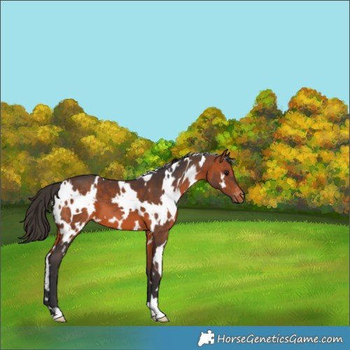 Horse Color:White Spotted Bay Appaloosa 
