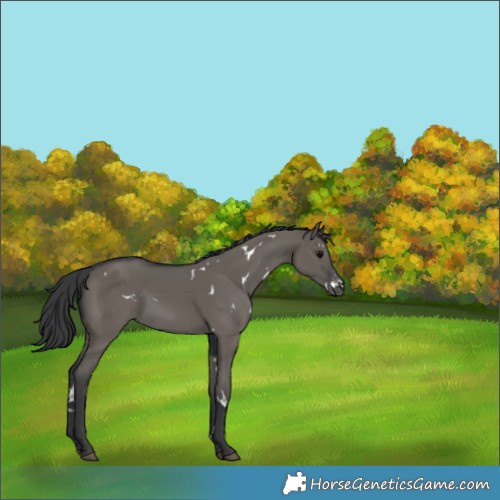 Horse Color:White Spotted Grullo Appaloosa Rabicano 