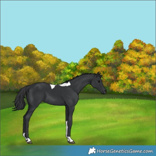 Horse Color:Black Tobiano 