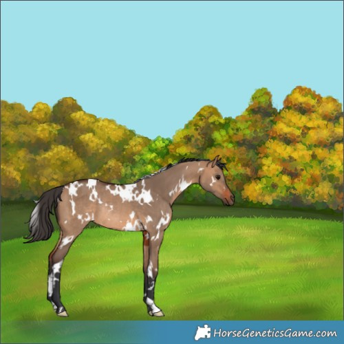 Horse Color:White Spotted Bay Dun Rabicano