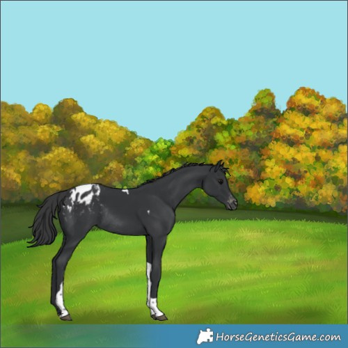 Horse Color:Black Tobiano Appaloosa Rabicano 