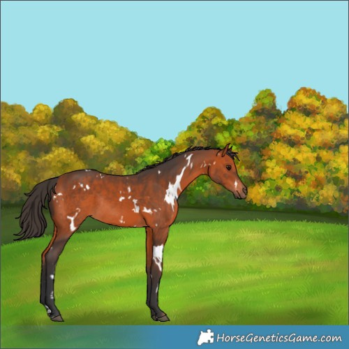 Horse Color:White Spotted Bay Rabicano 