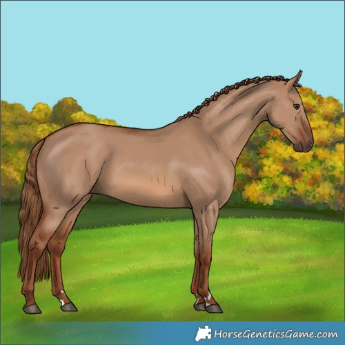Horse Color:Red Dun