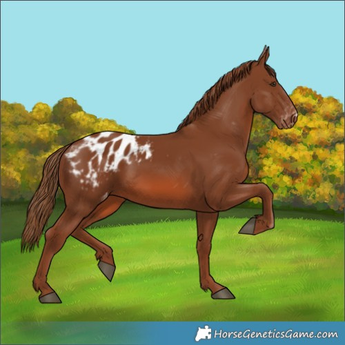 Horse Color:Chestnut Appaloosa 