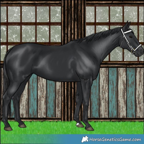 Horse Color:Black 