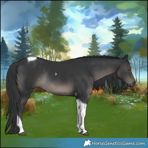 Horse Color:Black Tobiano Rabicano
