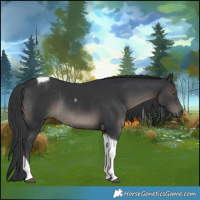 Horse Color:Black Tobiano Rabicano 
