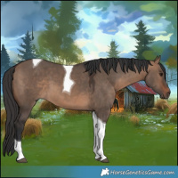 Horse Color:Brown Dun Tobiano 