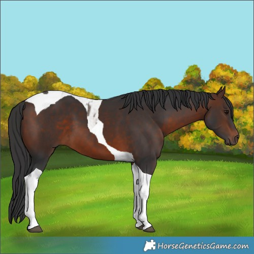 Horse Color:Brown Tobiano 