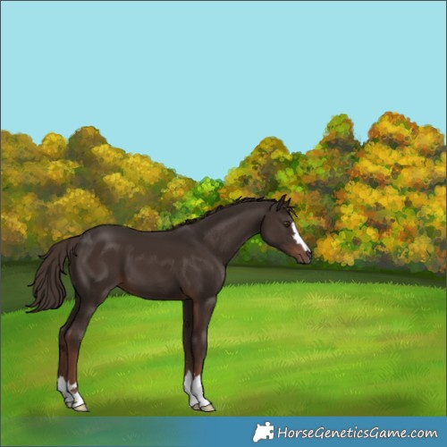 Horse Color:Liver Chestnut