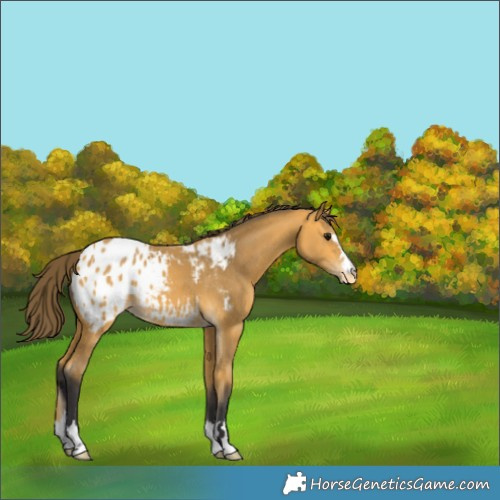 Horse Color:Buckskin Blanket 