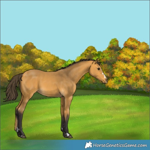 Horse Color:Buckskin 
