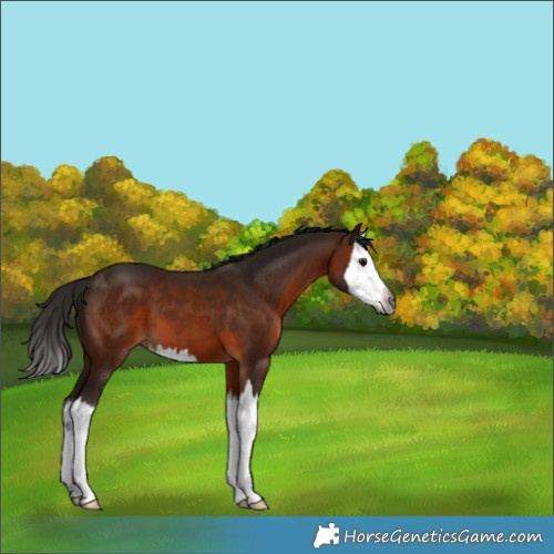 Horse Color:Gray Bay Splash 