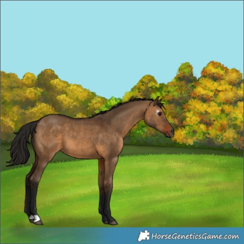 Horse Color:Gray Bay Dun 