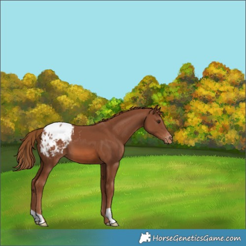 Horse Color:Chestnut Blanket