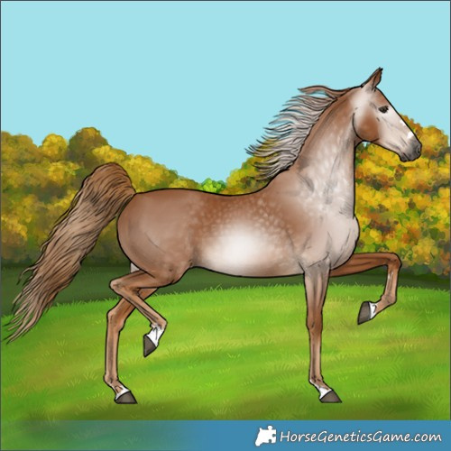 Horse Color:Gray Chestnut 