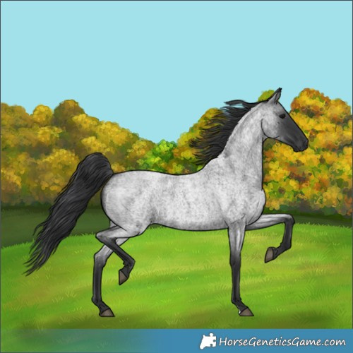Horse Color:Blue Roan 
