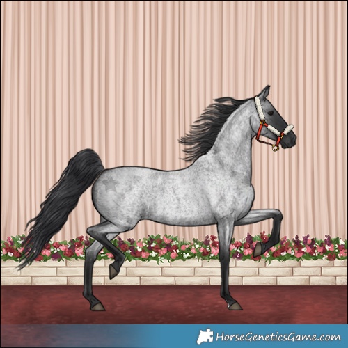 Horse Color:Blue Roan