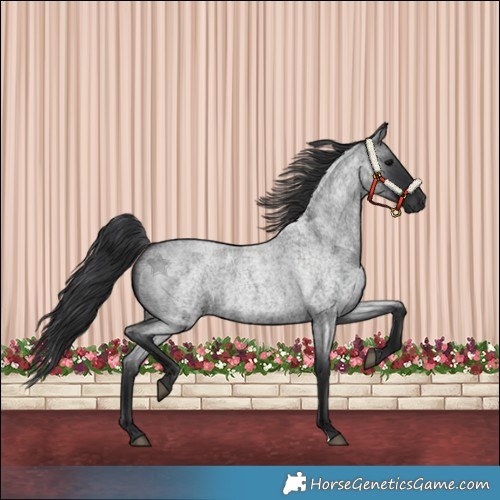 Horse Color:Blue Roan