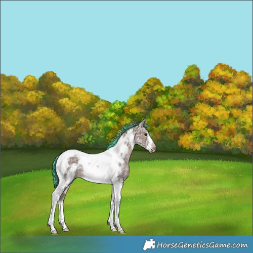Horse Color:Painted White Spotted Silver Black Ice Tobiano Frame Rabicano 