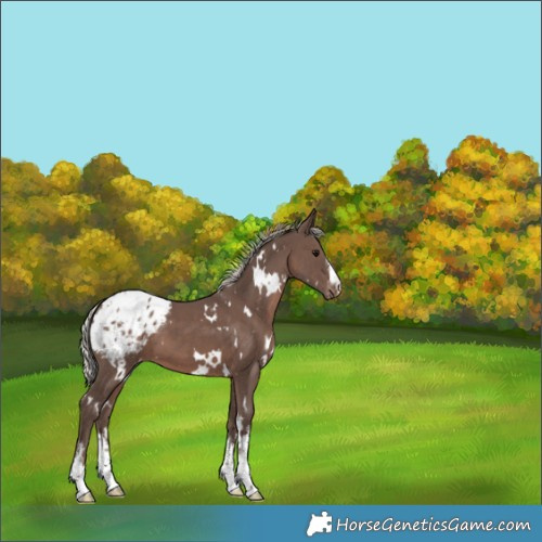 Horse Color:White Spotted Silver Black Appaloosa 