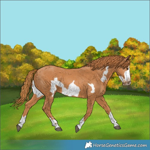 Horse Color:Chestnut Frame 