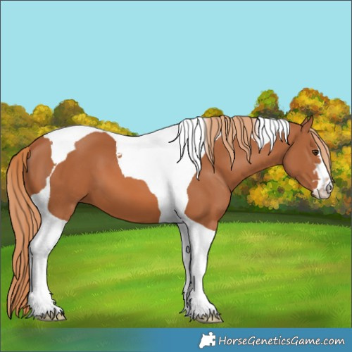 Horse Color:Chestnut Tobiano 